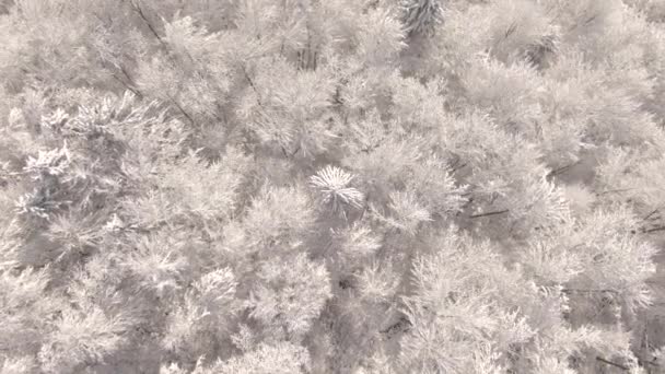 TOP DOWN: Hustý les na venkově Slovinsko je pokryt nedotčeným prachovým sněhem. — Stock video