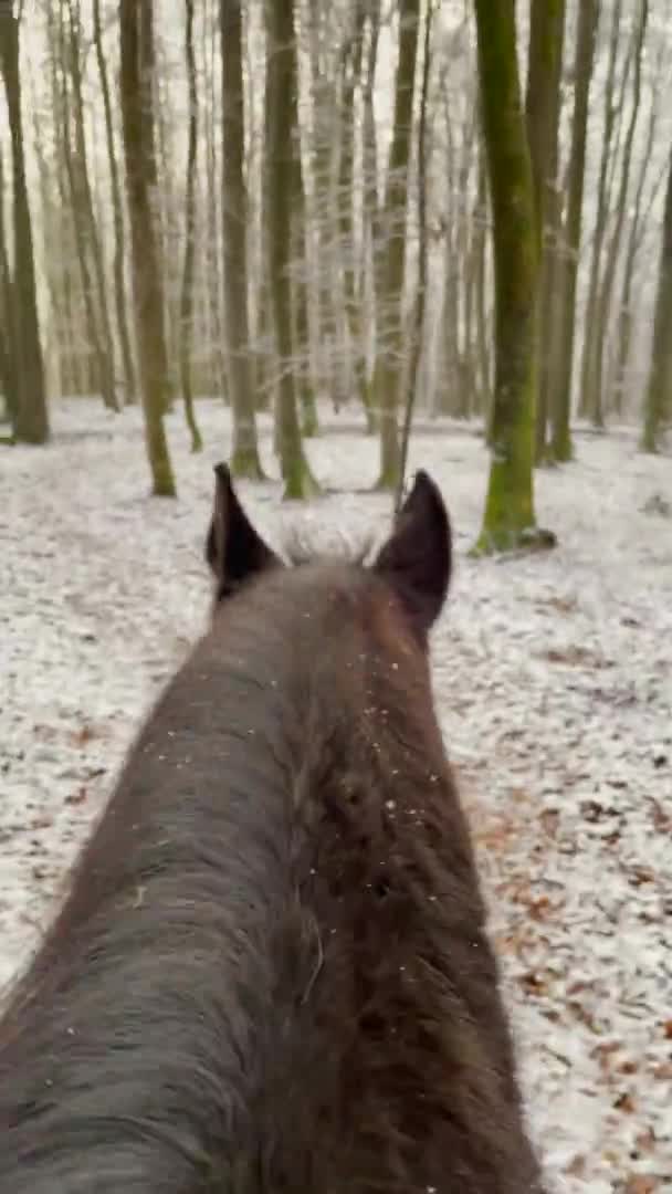 WERTYCZNE: Pierwsze ujęcie z jazdy na ciemnobrązowym koniu po śnieżnym lesie. — Wideo stockowe