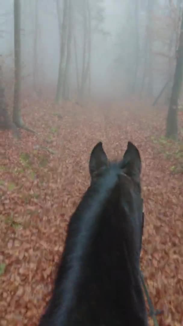 안개낀 가을 날아름다운 숲의 오솔길을 따라 아름다운 말을 타고 내려오는 장면 — 비디오