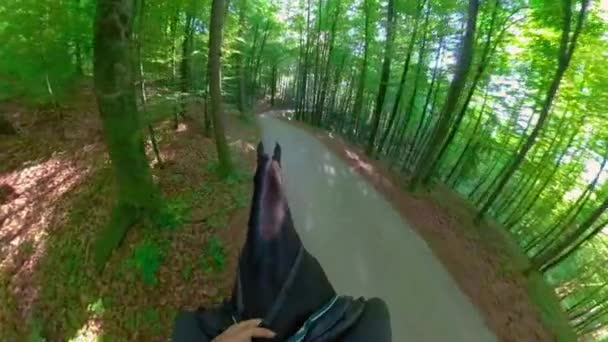 POV: Riding a dark brown horse along empty road leading through sunlit forest. — Stockvideo