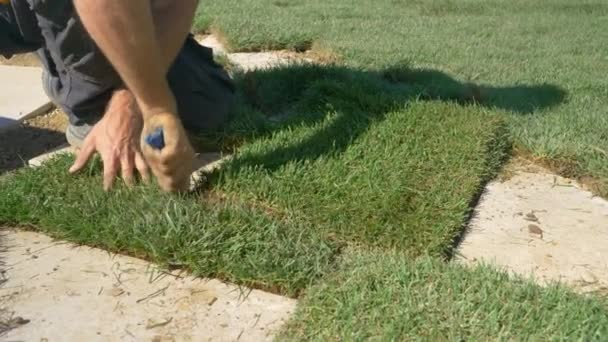 CERRAR: El contratista está conformando plazas de hierba mientras ajardinan un patio. — Vídeos de Stock
