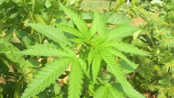 FERMER : Une plante de cannabis verte pousse bruisse dans le vent fort de l'été. — Video