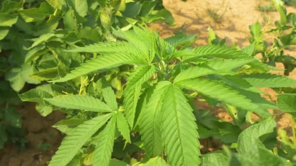CLOSE UP: Close up view of a hemp plant growing in a garden on a windy day. — Stock Video