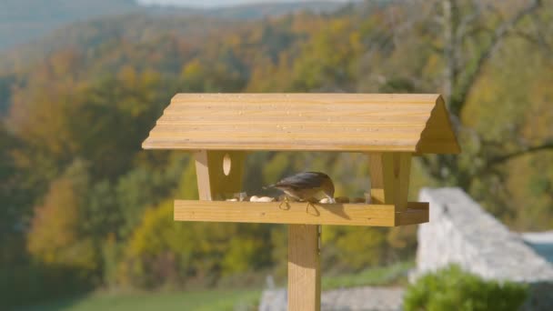 CHIUSURA, DOF: Uccello esplora birdfeeder ambientato nella campagna colorata autunnale. — Video Stock