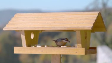 Küçük gri kuş gagaları bir kuş yuvasının tepesine saçılmış tohumlar..