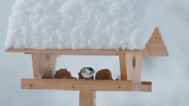 CLOSE UP, DOF: Willow tit flies out of a bird house on a cold winter day. — Stok video