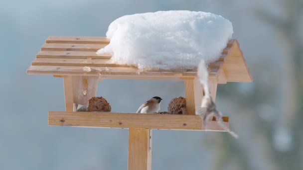 CLOSE UP: Zwei Vögel sitzen an einem kalten Wintertag auf dem Rand eines hölzernen Vogelhauses — Stockvideo