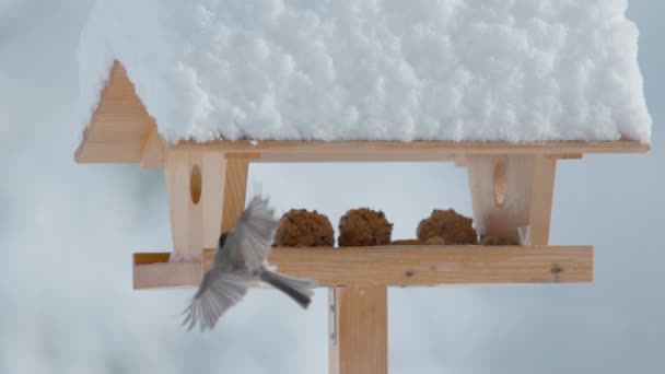 CLOSE UP: Cute willow tit flies into a wooden birdfeeder on a cold winter day. — Stok video