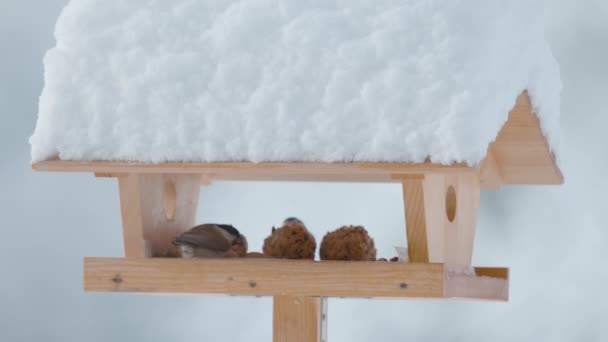 CLOSE UP: Cute willow tit flies out of a wooden birdfeeder on a cold winter day — Stok video