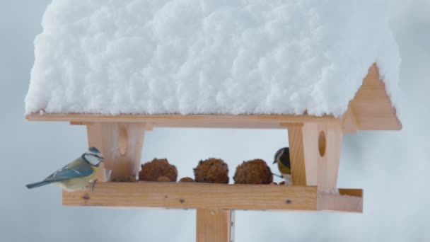 CLOSE UP: Cute blue tit flies out of a wooden birdfeeder on a cold winter day. — Stockvideo