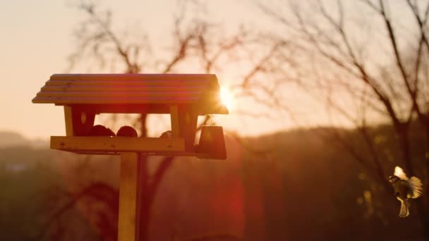 LENS FLARE: Fotografia cinematográfica de um pássaro a refugiar-se num alimentador de aves ao pôr-do-sol. — Vídeo de Stock