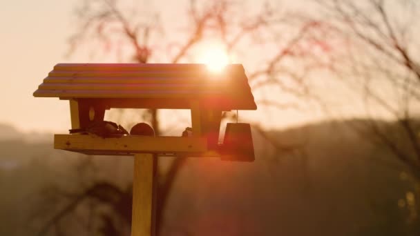 LENS FLARE: Cinematic shot of a willow tit flying away from birdfeeder at sunset — Wideo stockowe