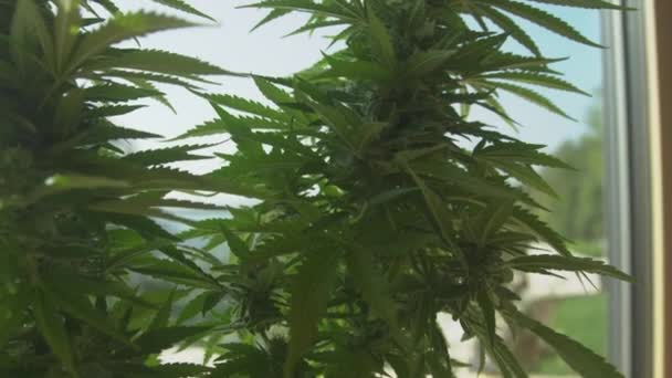 ZAMKNIJ: Dwie rośliny marihuany rosną w dwóch oddzielnych doniczkach obok dużego okna. — Wideo stockowe
