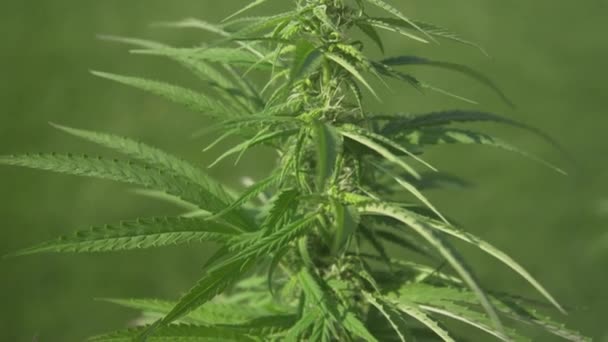 Ускоренное видео роста конопли выращивания марихуаны смотреть онлайн