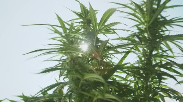 Яркие весенние солнечные лучи сияют на растениях марихуаны, парящих в небе. — стоковое видео
