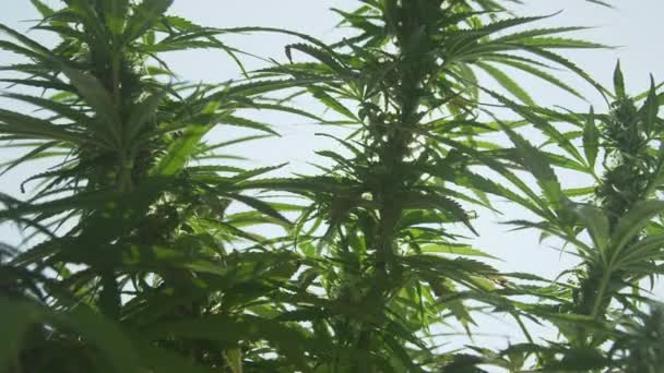FLARE DE LA LENTE: El sol ilumina las plantas de malezas ilegales que crecen en un jardín oculto. — Vídeo de stock