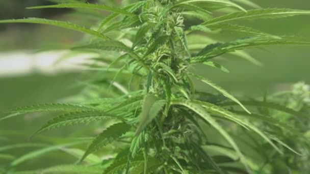 FERMER : Une brise chaude fait vaciller la plante de marijuana en pleine floraison au printemps. — Video
