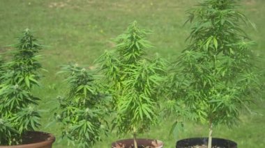 Marihuana bitkileri birinin güneşli arka bahçesinde oturarak saksılardan yetişir..