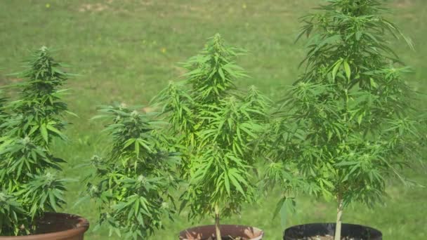 CHIUDI: Le piante di marijuana crescono dai vasi seduti nel giardino soleggiato di qualcuno. — Video Stock