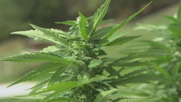 CLOSE UP, DOF: Marihuana-Pflanze wird illegal in einem abgeschiedenen Garten angebaut. — Stockvideo