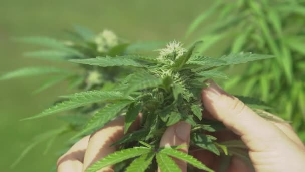 迪夫：女园丁检查一棵发芽的大麻植物的叶子. — 图库视频影像