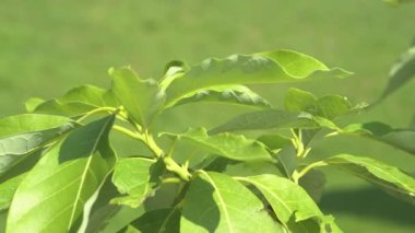Detaylı çekim tropikal avokado yaprakları hafif rüzgarda sallanıyor..