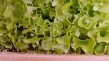 Düşen marulun yapraklarından dökülen su damlacıkları sarsılır..