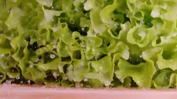 MACRO: Gotas de água são sacudidas das folhas de uma alface romaine caindo. — Vídeo de Stock