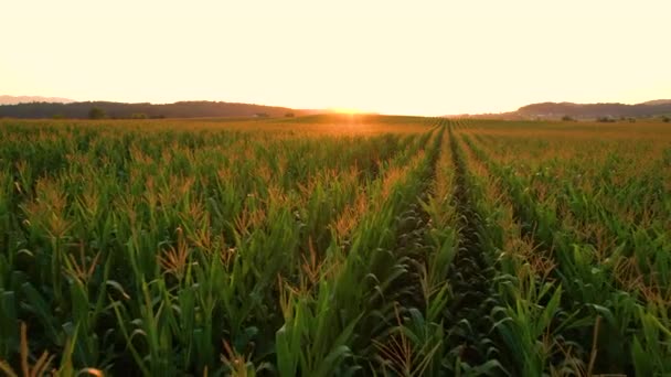 AERIAL: Vliegen over een uitgestrekt maïsveld op een pittoreske gouden zomeravond. — Stockvideo