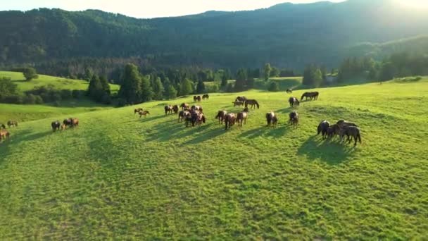 AEREO: Raggi di sole serali estivi brillano su una mandria di cavalli al pascolo nel paese — Video Stock