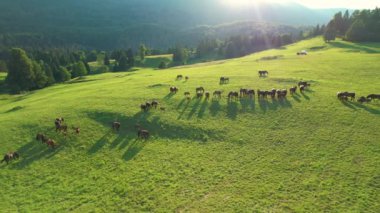 Kahverengi at sürüsünün üzerinde ışıldayan altın güneş ışınlarının Idyllic görüntüsü..
