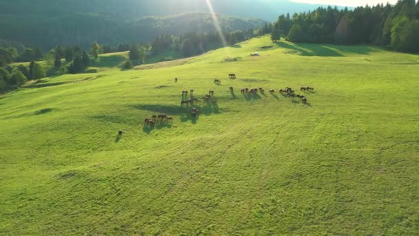 AEREO: punto di vista drone di cavalli giovani e adulti che pascolano nel prato. — Video Stock