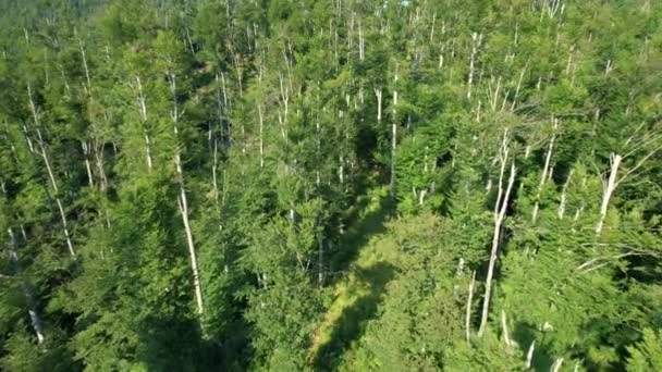AERIAL: A szlovéniai hegyeket borító buja zöld erdő felett repülve. — Stock videók