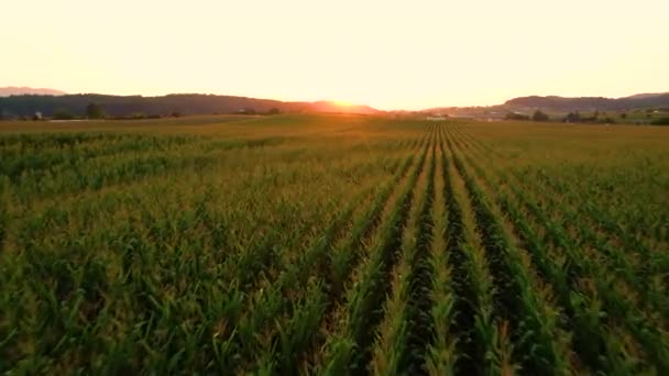 AERIAL: Campo de maíz sin fin se extiende a través de la tranquila campiña. — Vídeo de stock