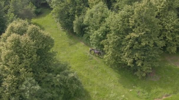 AERIAL: Volando por encima de una mujer explorando el rancho con sus dos hermosos caballos. — Vídeo de stock