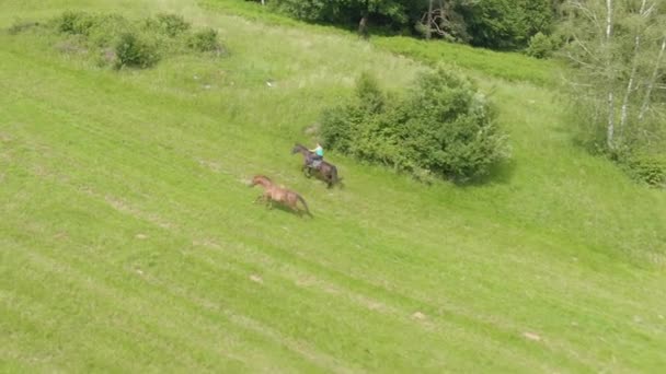 AERIAL: Cavaleiro fêmea galopando ao redor do campo de gramíneas no verão. — Vídeo de Stock