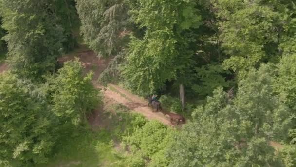 AERIAL: Female horseback rider is leading her two horses down woodland trail. — Stock Video