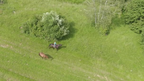 AERIAL: Mujer montando un semental llevar dos caballos de un prado a un sendero forestal — Vídeos de Stock