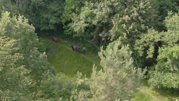 AERIAL: Mujer joven y sus caballos castaños explorando los idílicos bosques. — Vídeo de stock