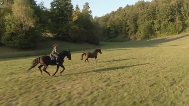 AERIAL: Woman is leading her energetic horses out into open on a sunny evening. — Stock Video
