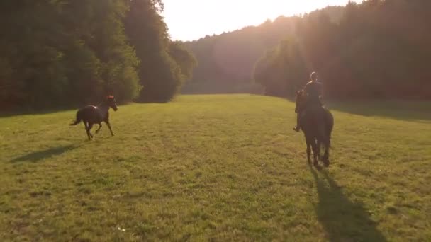 AERIAL: Los rayos de sol dorados de la tarde brillan en la equitación de la mujer a través de un prado. — Vídeos de Stock