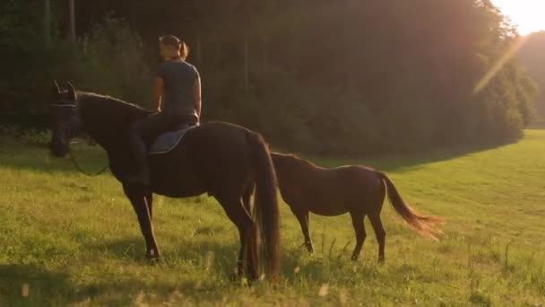 LENS FLARE: Femmina cavaliere si ferma nel mezzo di una radura per lasciare che i suoi cavalli mangiano erba — Video Stock