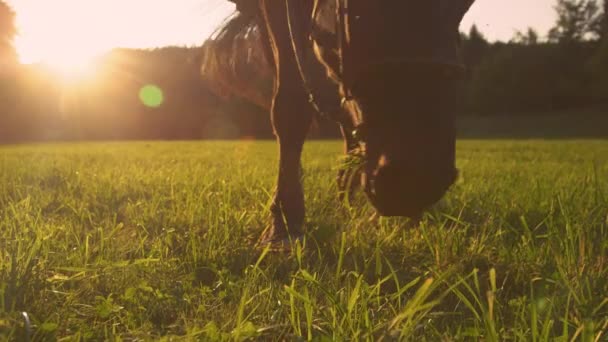 LOW ANGLE: Donkerbruin gekleurde paardenweiden grazen in de goudverlichte weide. — Stockvideo