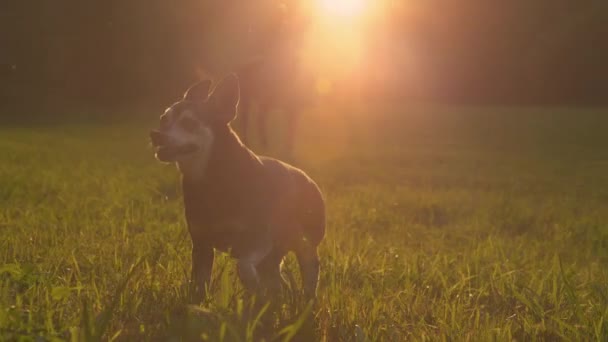 CLOSE UP: Miniature pinscher hund udforsker engen nær en græssende hest. – Stock-video