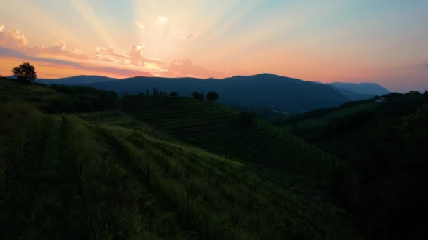 AÉRIAL : Survoler les vastes vignobles de Goriska Brda au lever du soleil. — Video