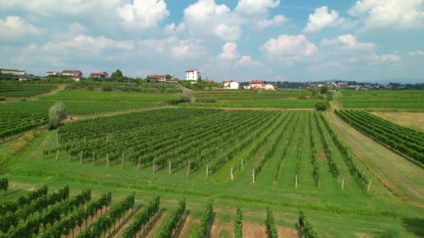 AERIAL: Съемка солнечного дня в сельской Словении, наполненной спелыми виноградными лозами — стоковое видео