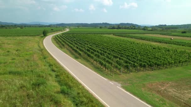 AERIAL: Prázdná asfaltová cesta protíná svěží zelené vinice ve Slovinsku. — Stock video