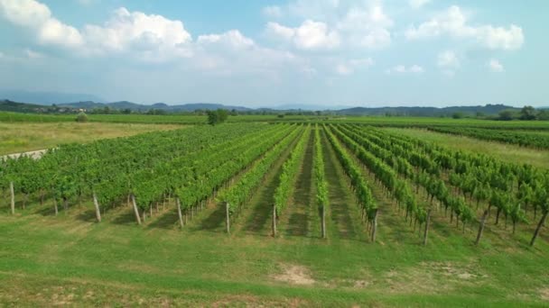 AERIAL: Scenic drone uitzicht op de uitgestrekte wijngaard in de Middellandse Zee. — Stockvideo