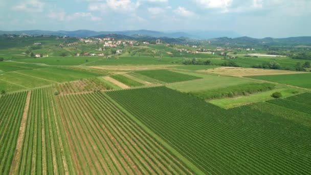 AERIAL: Беспилотный взгляд на обширные виноградники в винодельческом регионе Средиземноморья. — стоковое видео