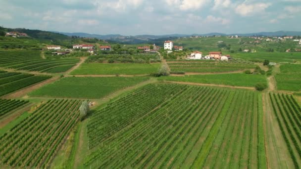 AERIAL: Uitzicht op de uitgestrekte wijngaarden in de Middellandse Zee op een zonnige zomerdag. — Stockvideo